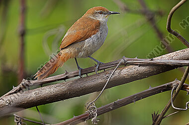 Gelbkinn-Riedschlüpfer