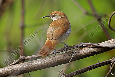 Gelbkinn-Riedschlüpfer