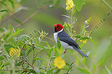 Gelbschnabelkardinal