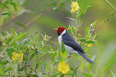 Gelbschnabelkardinal