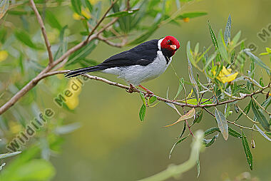 Gelbschnabelkardinal