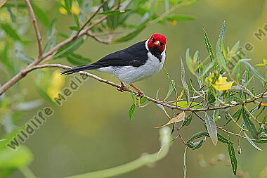 Gelbschnabelkardinal