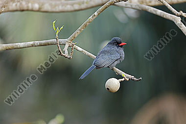 Schwarzstirntrappist