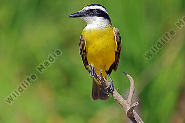 Schwefelmaskentyrann