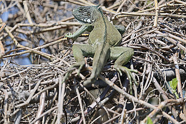 Grüner Leguan