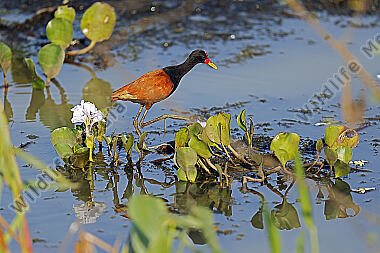 Rotstirn-Blatthühnchen