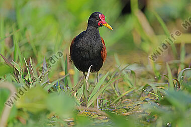 Rotstirn-Blatthühnchen
