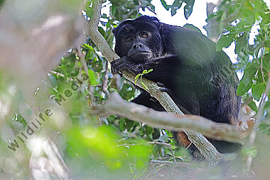 Schwarzer Brüllaffe Männchen