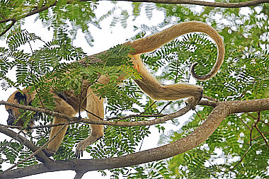 Schwarzer Brüllaffe Weibchen