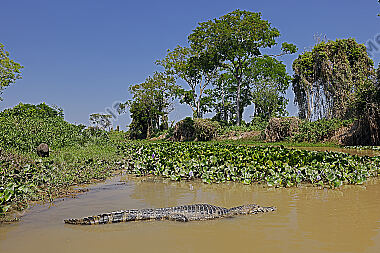 Pantanal Landschaft