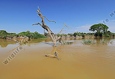 Pantanal Landschaft