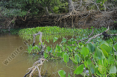 Pantanal Landschaft