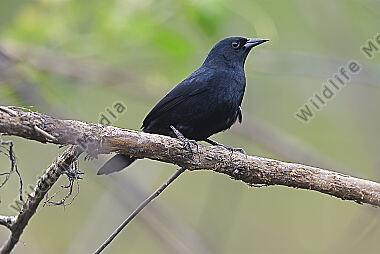 Chopi blackbird