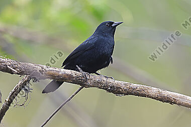 Chopi blackbird