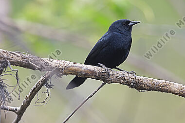 Chopi blackbird