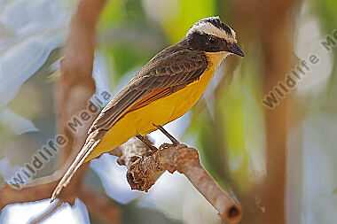 Rostschwingen-Maskentyrann