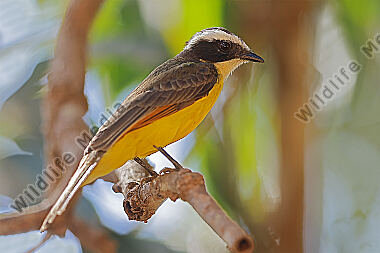 Rostschwingen-Maskentyrann