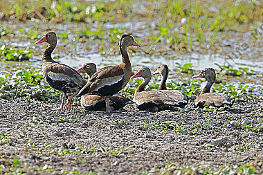 Rotschnabel-Pfeifgans