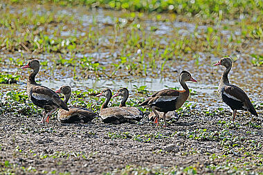 Rotschnabel-Pfeifgans