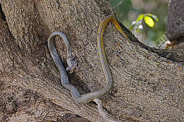 Natter Chironius laurenti