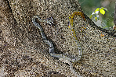 Natter Chironius laurenti