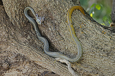 Natter Chironius laurenti