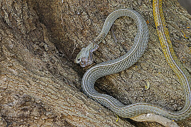 Natter Chironius laurenti