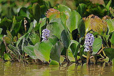 Azurblaue Wasserhyazinthe