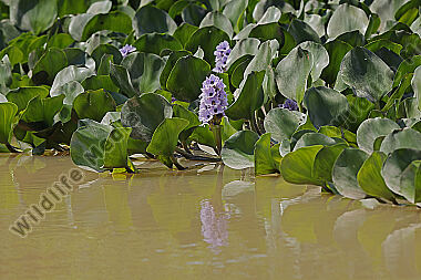 Azurblaue Wasserhyazinthe