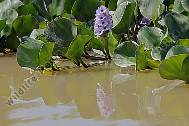 Azurblaue Wasserhyazinthe