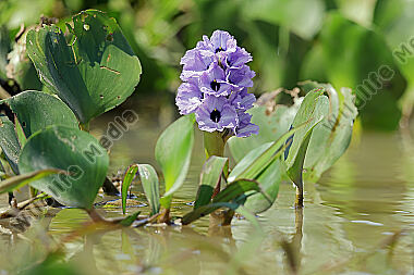 Azurblaue Wasserhyazinthe