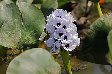 Azurblaue Wasserhyazinthe