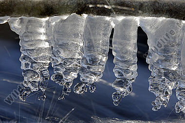Eiszapfen im Gegenlicht