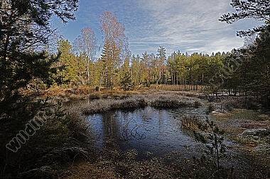 Hochmoor im Winter