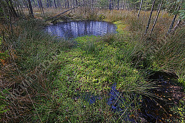 Hochmoor im Winter