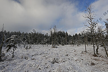 Hochmoor im Winter