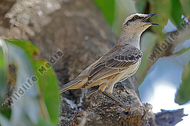 Kurzschnabel-Maskentyrann