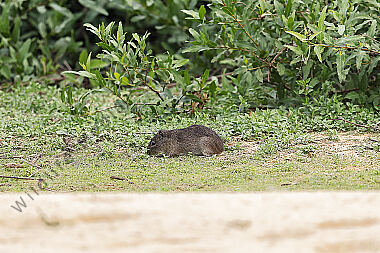 Meerschweinchen Wildform