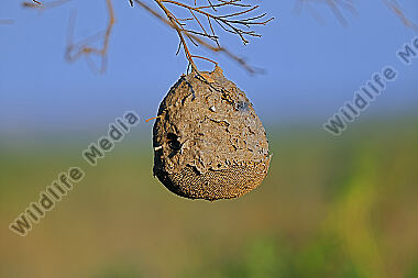 Wespennest Pantanal