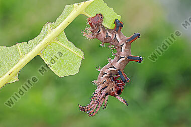 Citheronia regalis halberwachsene Raupe