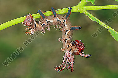 Citheronia regalis halberwachsene Raupe