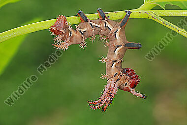 Citheronia regalis halberwachsene Raupe