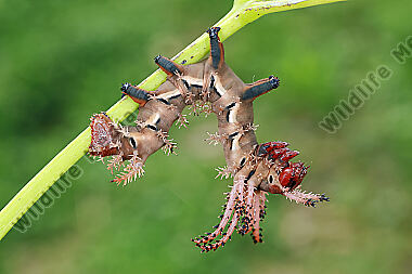 Citheronia regalis halberwachsene Raupe