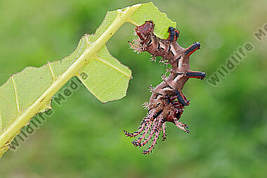 Citheronia regalis halberwachsene Raupe