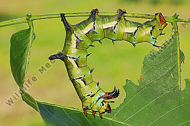 Citheronia regalis Raupe