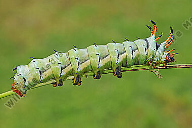 Citheronia regalis Raupe