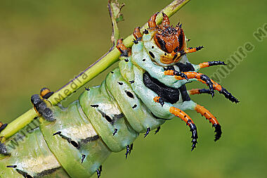 Citheronia regalis Raupe