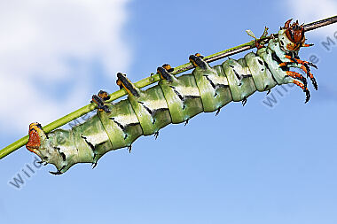 Citheronia regalis Raupe