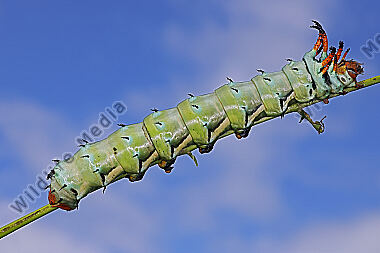 Citheronia regalis Raupe