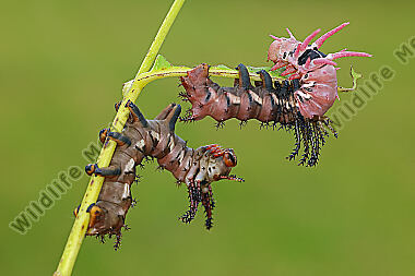 Citheronia regalis Raupenhäutung